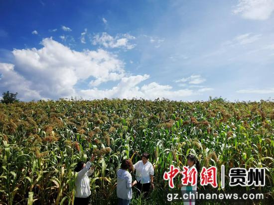 贵州省黔西市农技人员查看高粱的长势