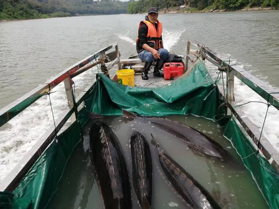 中国科学院水生生物研究所团队在赤水河水域投放长江鲟亲鱼。 中国科学院水生生物研究所团队在赤水河水域投放长江鲟亲鱼。