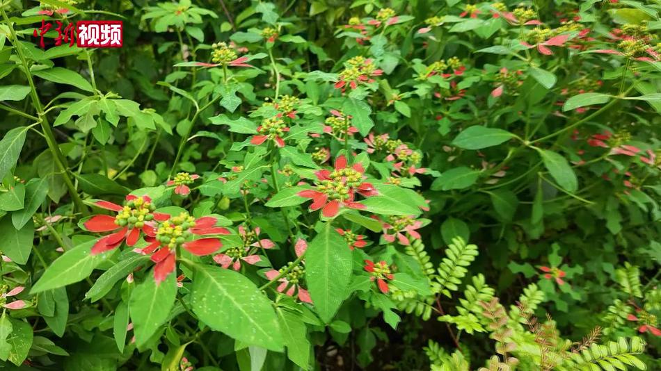 家中养防蚊植物能防蚊虫吗？专家：积水可能成温床