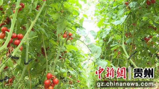 一排排圣女果植株整齐排列,一颗颗饱满的果实挂满枝头,在阳光的照耀下闪烁着诱人的光泽。 一排排圣女果植株整齐排列,一颗颗饱满的果实挂满枝头,在阳光的照耀下闪烁着诱人的光泽。