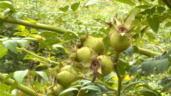 硕果累累的金刺梨 硕果累累的金刺梨
