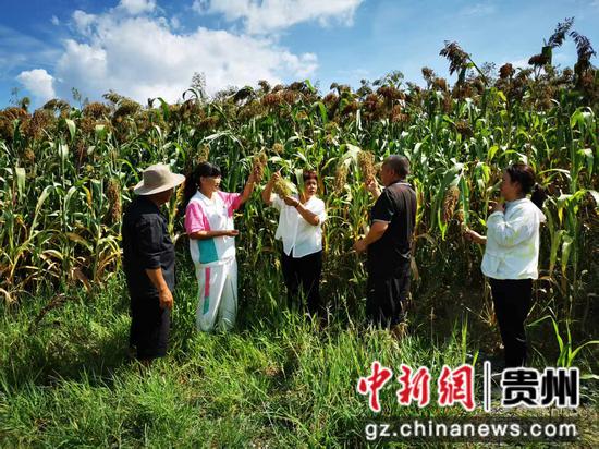 农技人员指导村民如何预防病虫害