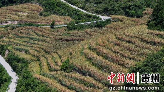 七星关区高粱丰收。 七星关区融媒体中心供图