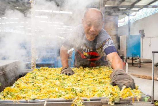 农户正在加工金银花。 农户正在加工金银花。