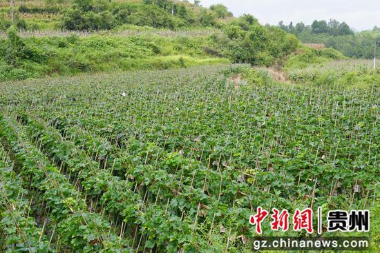 长势良好的冬瓜。李慧娟 摄 长势良好的冬瓜。李慧娟 摄