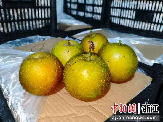 准备出口的翠冠梨。王轶星 摄 准备出口的翠冠梨。王轶星 摄