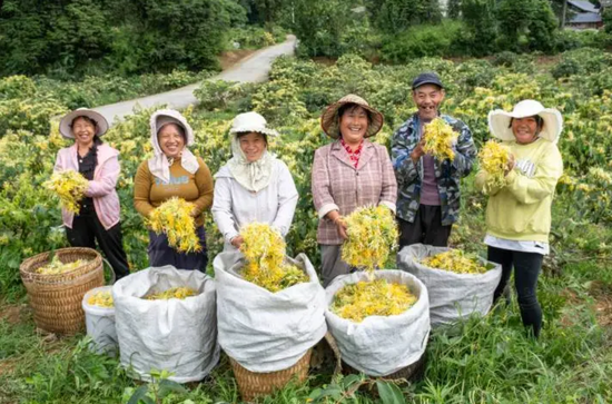 村民手捧刚刚采摘的进银行,喜笑颜开。 村民手捧刚刚采摘的进银行,喜笑颜开。