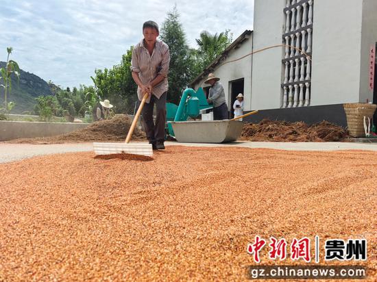 龙场营镇卧牛村高粱种植大户正在晾晒高粱粒 刘娟 摄