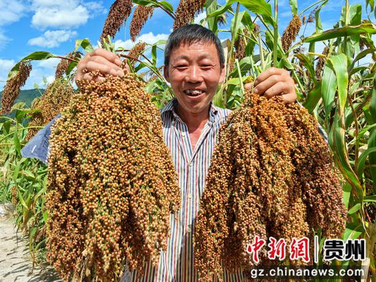 龙场营镇8000亩高粱迎来丰收季 农户笑开颜。 刘娟 摄