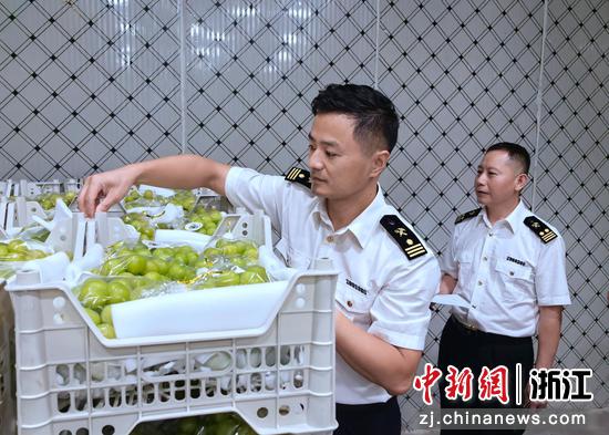 海关抽检葡萄。王轶星 摄 海关抽检葡萄。王轶星 摄