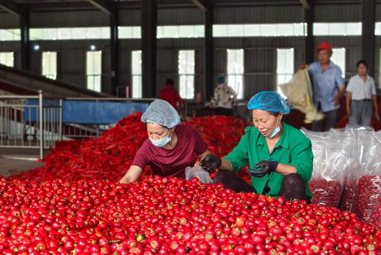 贵州一品红生产车间内忙碌的工人。姚瑶 摄 贵州一品红生产车间内忙碌的工人。姚瑶 摄