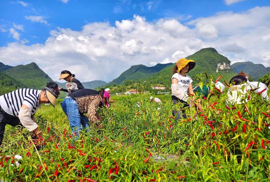 贵州一品红辣椒种植基地里工人正在采摘辣椒。姚瑶 摄 贵州一品红辣椒种植基地里工人正在采摘辣椒。姚瑶 摄