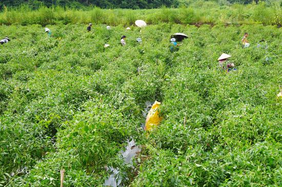 岑巩县天马镇苗落村辣椒种植基地一角。沈启照 摄
