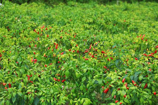 剑河县磻溪镇盘乐村的辣椒种植示范基地的辣椒。杨洁茹 摄 剑河县磻溪镇盘乐村的辣椒种植示范基地的辣椒。杨洁茹 摄