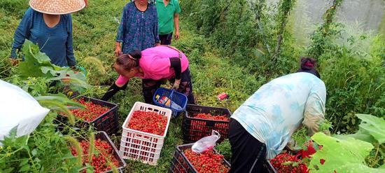 村民们在采摘毛辣果 村民们在采摘毛辣果