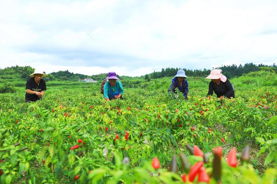 在剑河县磻溪镇盘乐村的辣椒种植示范基地,工人在采摘辣椒。杨洁茹 摄 在剑河县磻溪镇盘乐村的辣椒种植示范基地,工人在采摘辣椒。杨洁茹 摄