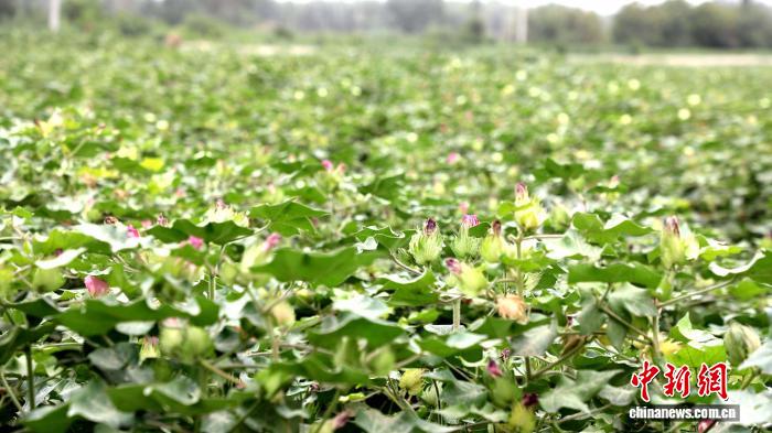 新疆莎车：科技“护航”百万亩棉花花铃期管理