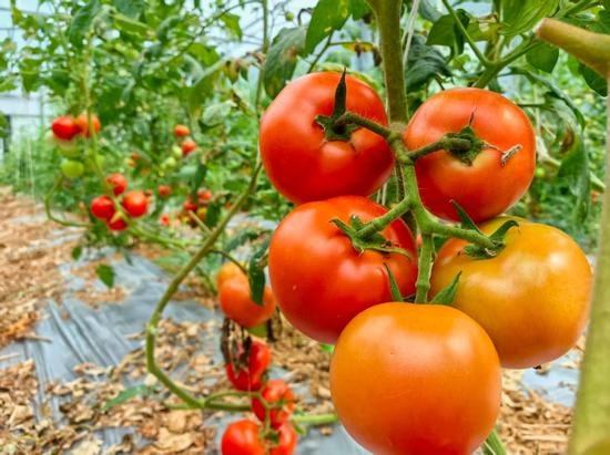 西红柿挂果丰景 西红柿挂果丰景