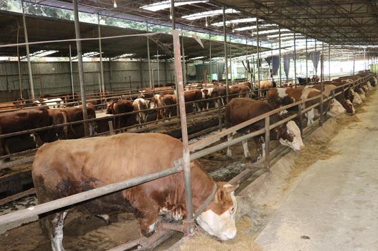 千溪乡沙垮村的花贵山种养殖专业合作社 牛舍里膘肥体壮的安格斯牛、西门达尔牛悠闲地吃着草料 邱雪 摄