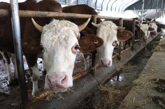 撒拉溪镇众发畜禽养殖场内 肉牛膘肥体壮 邱雪 摄