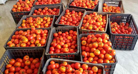 西红柿丰收 西红柿丰收