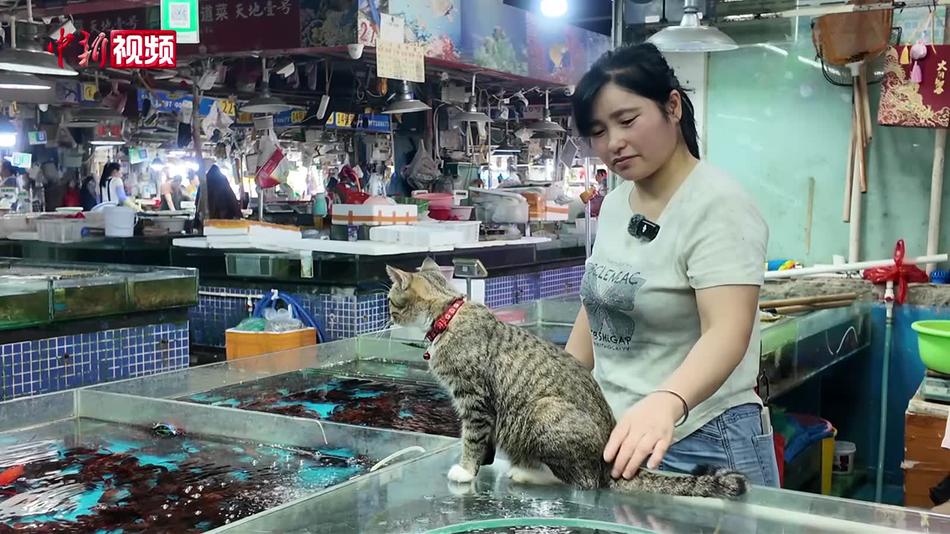 南宁海鲜摊主养18只猫咪引关注：对猫好可以无偿赠养