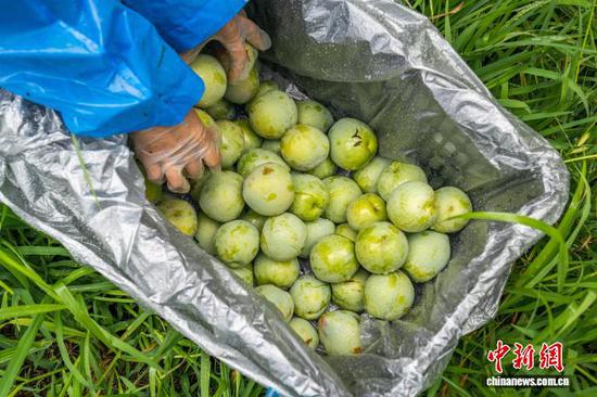 图为村民正在采收成熟的皇后李。 罗大富 摄