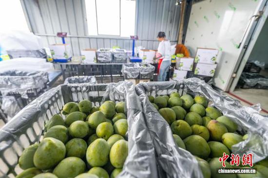 图为村民正在分装采摘的皇后李。 罗大富 摄