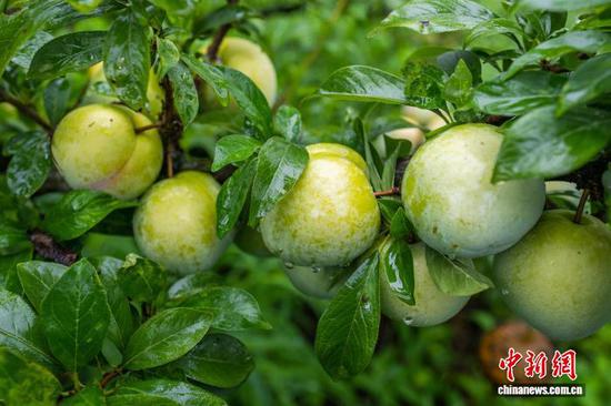 图为村民正在采收成熟的皇后李。 罗大富 摄