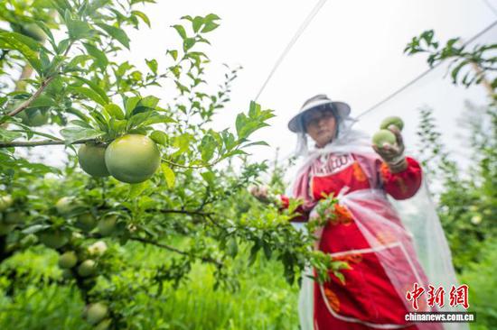 图为村民正在采收成熟的皇后李。  罗大富 摄