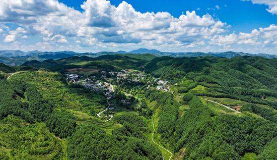赫章县海雀林海。 陈春志 摄 赫章县海雀林海。 陈春志 摄