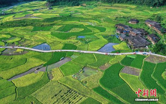 图为从江县刚边壮族乡三联村村民在田间收获稻谷。罗京来 摄