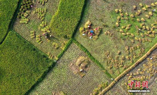 图为从江县刚边壮族乡良田村村民在田间收获稻谷。罗京来 摄