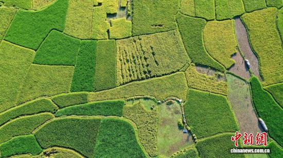 图为从江县刚边壮族乡三联村村民在田间收获稻谷。罗京来 摄