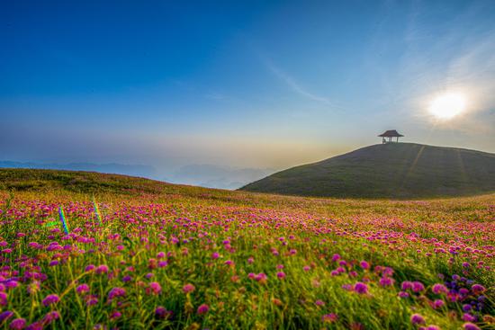 阿西里西韭菜坪云上花海 李学友摄 阿西里西韭菜坪云上花海 李学友摄