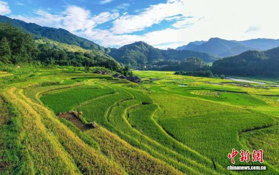 图为从江县刚边壮族乡三联村村民在田间收获稻谷。罗京来 摄
