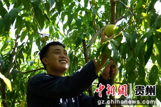 七星关区燕子口镇沔鱼河村黄桃基地,金灿灿沉甸甸的黄桃挂满枝头, 农户正在采摘3。周禹杉 摄 七星关区燕子口镇沔鱼河村黄桃基地,金灿灿沉甸甸的黄桃挂满枝头, 农户正在采摘3。周禹杉 摄