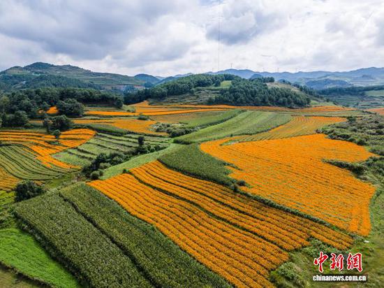 图为8月24日,在威宁自治县双龙镇高坡村拍摄的万寿菊种植基地。罗大富 摄 图为8月24日,在威宁自治县双龙镇高坡村拍摄的万寿菊种植基地。罗大富 摄
