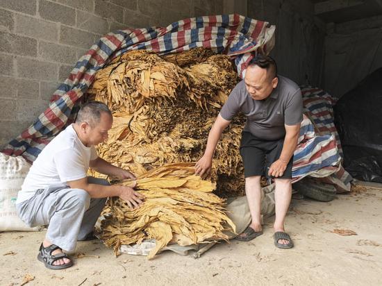 技术员在检查烟叶出炉后保管。许道珍 摄