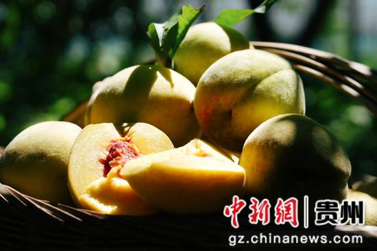 七星关区燕子口镇沔鱼河村黄桃基地,金灿灿沉甸甸的黄桃挂满枝头。 周禹杉 摄 七星关区燕子口镇沔鱼河村黄桃基地,金灿灿沉甸甸的黄桃挂满枝头。 周禹杉 摄