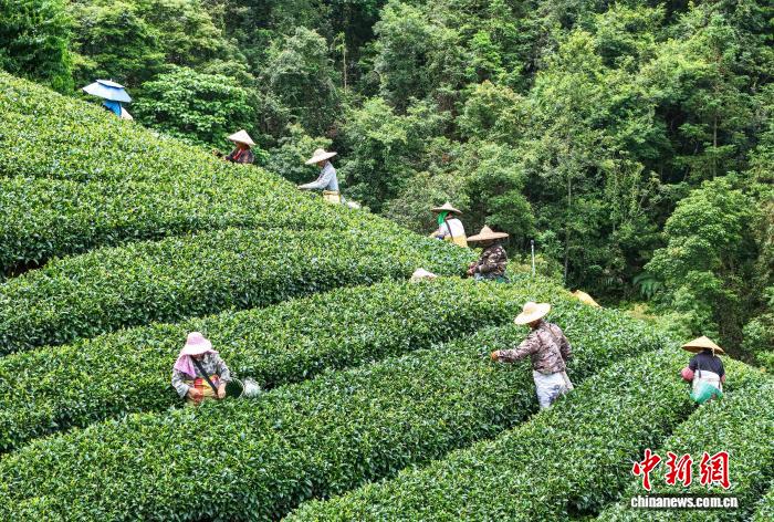 广西昭平迎秋茶采摘季 茶农加紧采茶供应市场