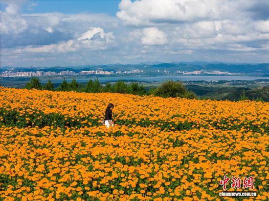 图为8月24日,游客在威宁自治县双龙镇高坡村万寿菊花海里观景。 罗大富 摄 图为8月24日,游客在威宁自治县双龙镇高坡村万寿菊花海里观景。 罗大富 摄