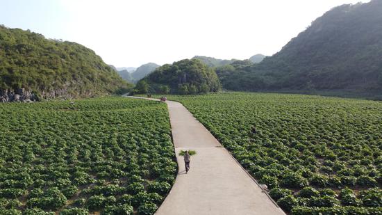 佛手瓜尖 佛手瓜尖