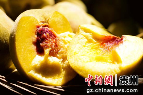 七星关区燕子口镇沔鱼河村黄桃基地,金灿灿沉甸甸的黄桃挂满枝头。 周禹杉 摄 七星关区燕子口镇沔鱼河村黄桃基地,金灿灿沉甸甸的黄桃挂满枝头。 周禹杉 摄