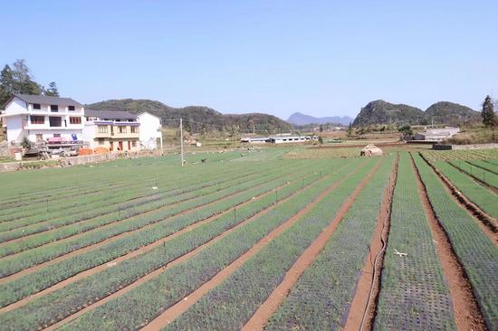 香葱长势喜人 香葱长势喜人