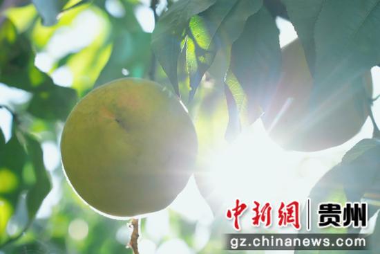 七星关区燕子口镇沔鱼河村黄桃基地,金灿灿沉甸甸的黄桃挂满枝头。 周禹杉 摄 七星关区燕子口镇沔鱼河村黄桃基地,金灿灿沉甸甸的黄桃挂满枝头。 周禹杉 摄