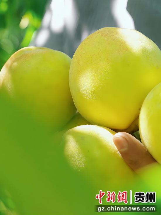 七星关区燕子口镇沔鱼河村黄桃基地,金灿灿沉甸甸的黄桃挂满枝头,农户正在采摘。 周禹杉 摄 七星关区燕子口镇沔鱼河村黄桃基地,金灿灿沉甸甸的黄桃挂满枝头,农户正在采摘。 周禹杉 摄