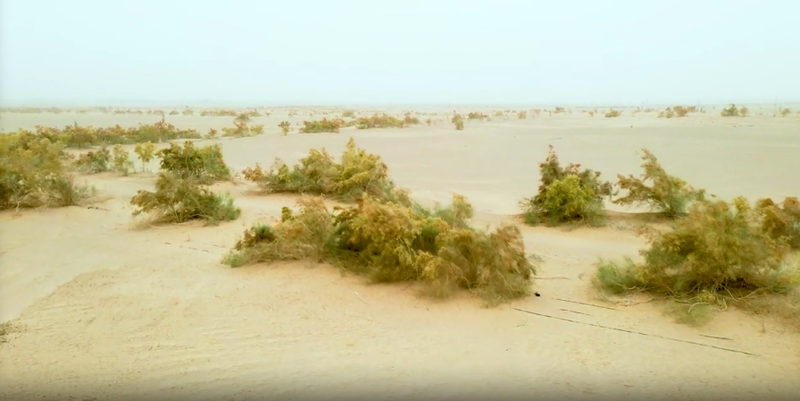 沙拐枣：扎根戈壁的“固沙卫士”。