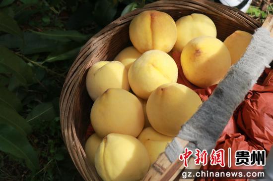朱昌镇青杠村黄桃基地迎来丰收季 ,农户正在采摘。马诺楠 摄