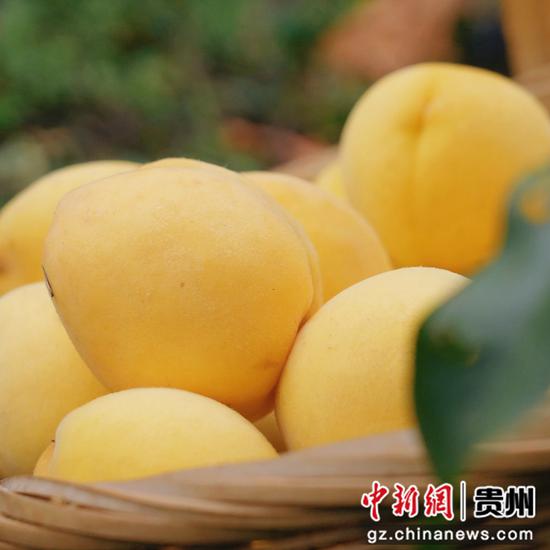 梨树镇新寨社区的黄桃种植基地里黄桃成熟。周禹杉 摄